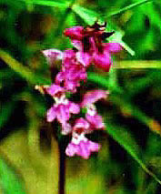 (Orchis) roborovskii var.