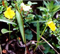 Aminostigma simplex