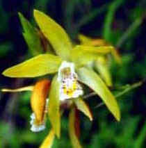 Bletilla ochracea var.