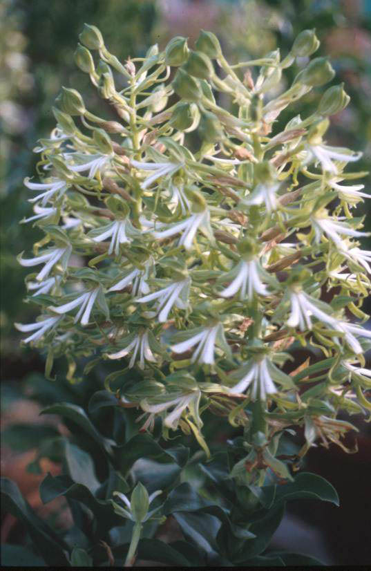 Bonatea speciosa