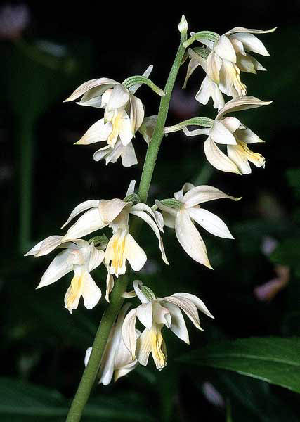 Calanthe bicolor