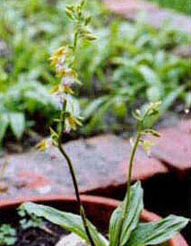 Calanthe fargesii