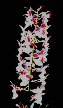 Calanthe izu-insularis