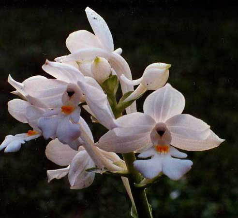 Calanthe masuca 4pl. x okinawaensis alba