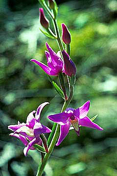 Cephalanthera rubra