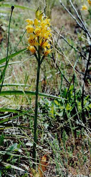 Chloraea virescens