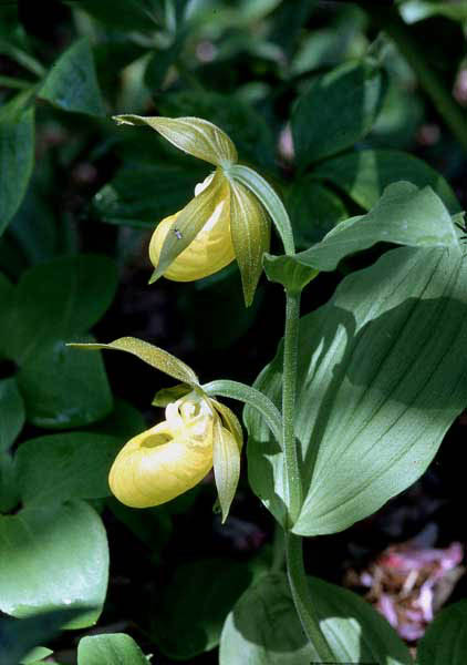 Cyp. calceolus var. flavum