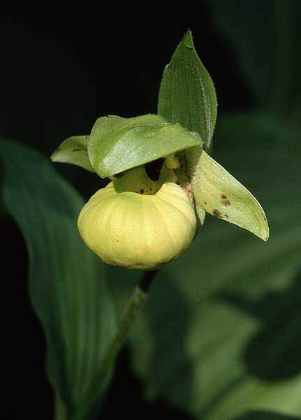 Cyp. flavum