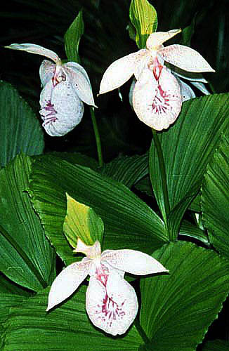 Cyp. formosanum