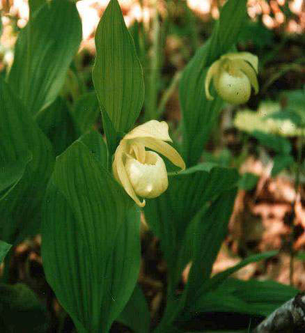 Cyp. macranthum yellow