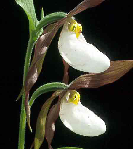 Cyp. montanum