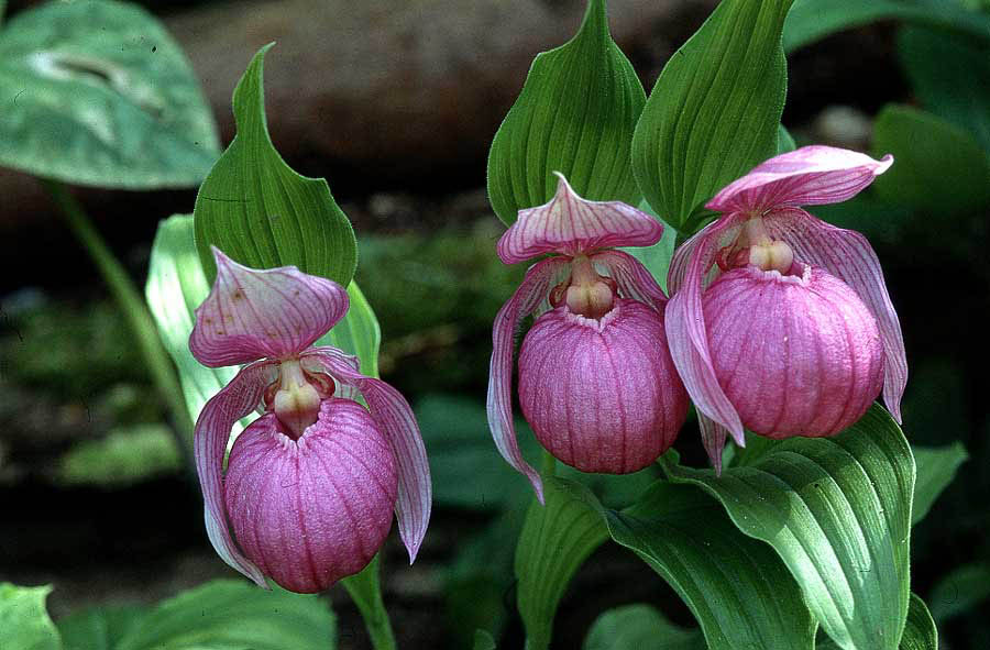 Cyp. speciosum