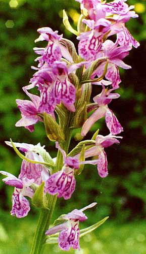 Dactylorhiza elata x cordigera