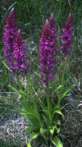 Dactylorhiza elata