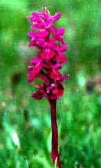 Dactylorhiza salina