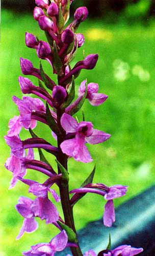 Dactylorhiza x Gymnadenia conopsea