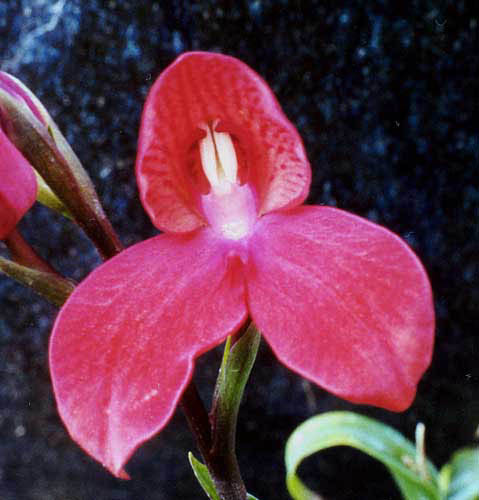 Disa Riette x cardinalis