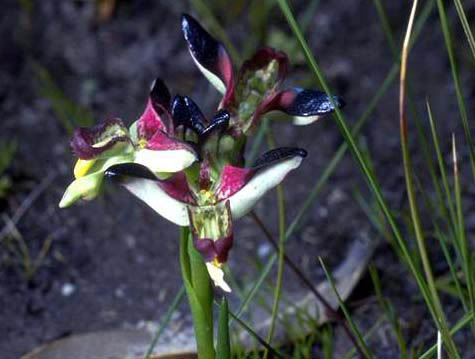 Disa atricapilla