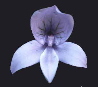 Disa longicornis