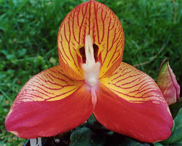 Disa striped sepals