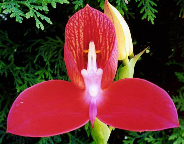 Disa uniflora Sarah