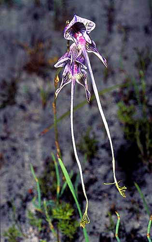 Herschelianthe multifida