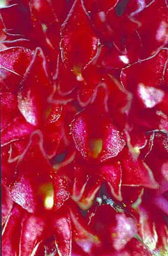 Nigritella rubra