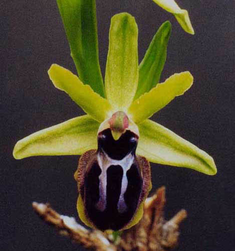 Ophrys sphegodes