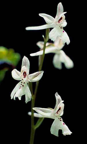 Orchis anatolica