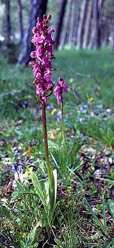 Orchis spitzelii