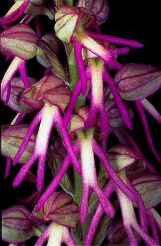 Orchisaceras spurium