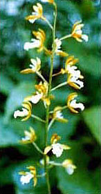 Oreorchis patens