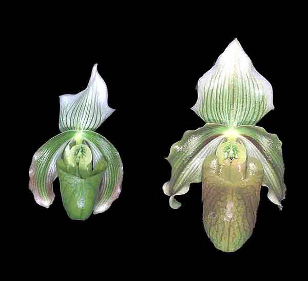 Paph. bougainvilleanum_left_and_saskianum_right_B