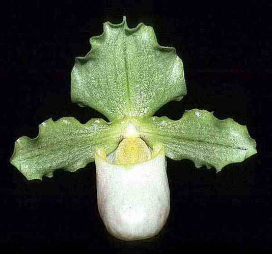 Paph. henryanum forma nova