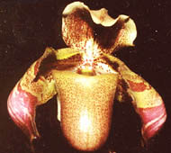 Paph. saccopetalum