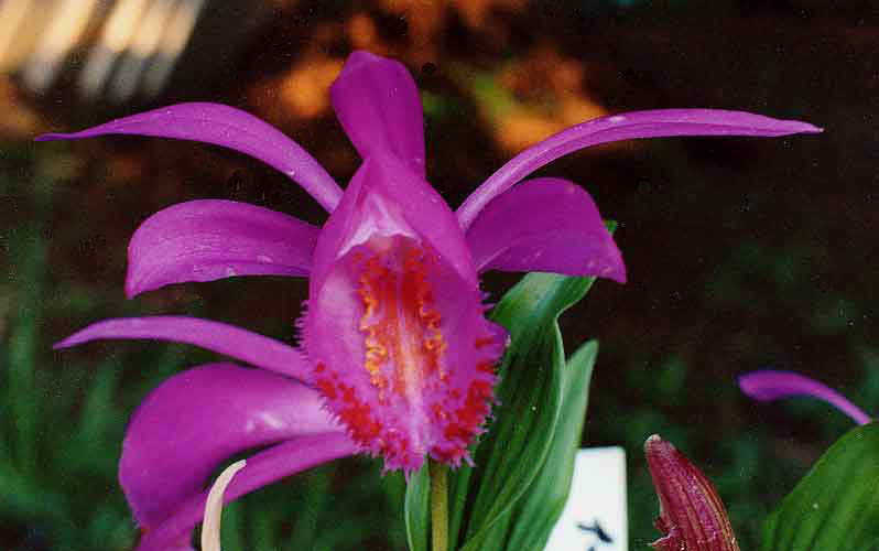 Pl. speciosa