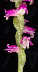 Spiranthes sinensis 1