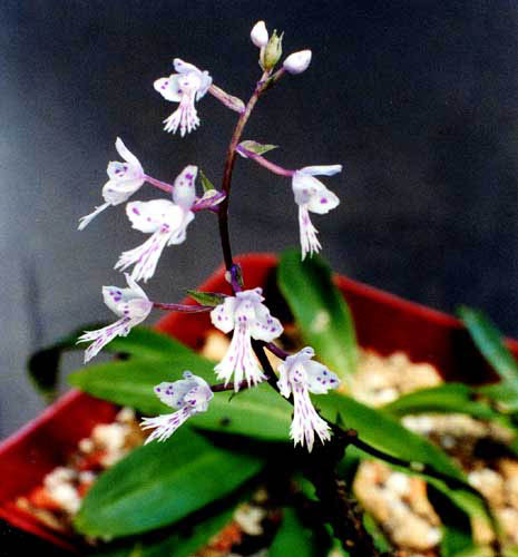 Stenoglottis fimbriata Typ1