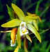 Bletilla ochracea var.