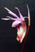 Calypso bulbosa