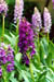 Dactylorhiza foliosa x keryyensis 2