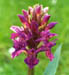 Dactylorhiza purpurella