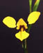 Diuris emarginata