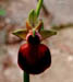 Ophrys helenae