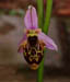 Ophrys phrygia