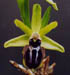 Ophrys sphegodes