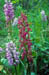 Orchisaceras und Orchis militaris 2