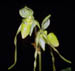 Paph.phillipinense aureum mit violettenResten