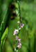 Spiranthes sinensis