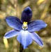 Thelymitra cyanea